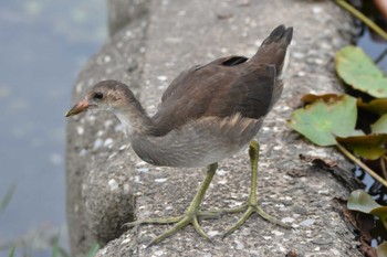 Common Moorhen 西の堤池(福岡市) Sun, 8/28/2022