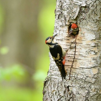 Great Spotted Woodpecker 奥日光(戦場ヶ原,湯滝) Sun, 6/12/2022