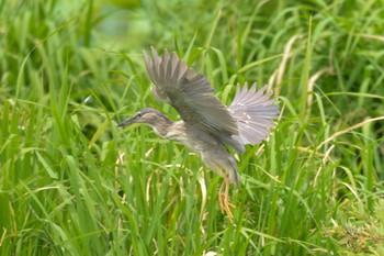 Black-crowned Night Heron 城沼 Fri, 6/17/2022