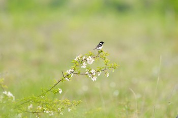 Amur Stonechat Senjogahara Marshland Sun, 6/12/2022