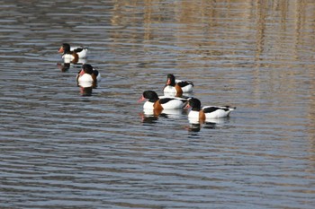 2023年1月20日(金) 須崎調整池の野鳥観察記録