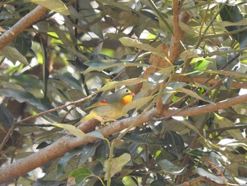 ソウシチョウ 東京07 2018年4月1日(日)