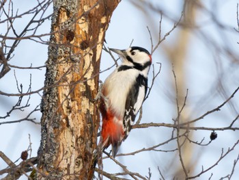 Great Spotted Woodpecker(japonicus) Kushiro Wetland National Park Sat, 1/21/2023