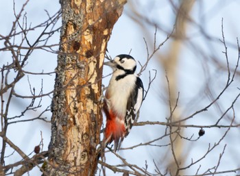 Great Spotted Woodpecker(japonicus) Kushiro Wetland National Park Sat, 1/21/2023