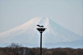 コウノトリ 渡良瀬遊水地 2023年1月21日(土)