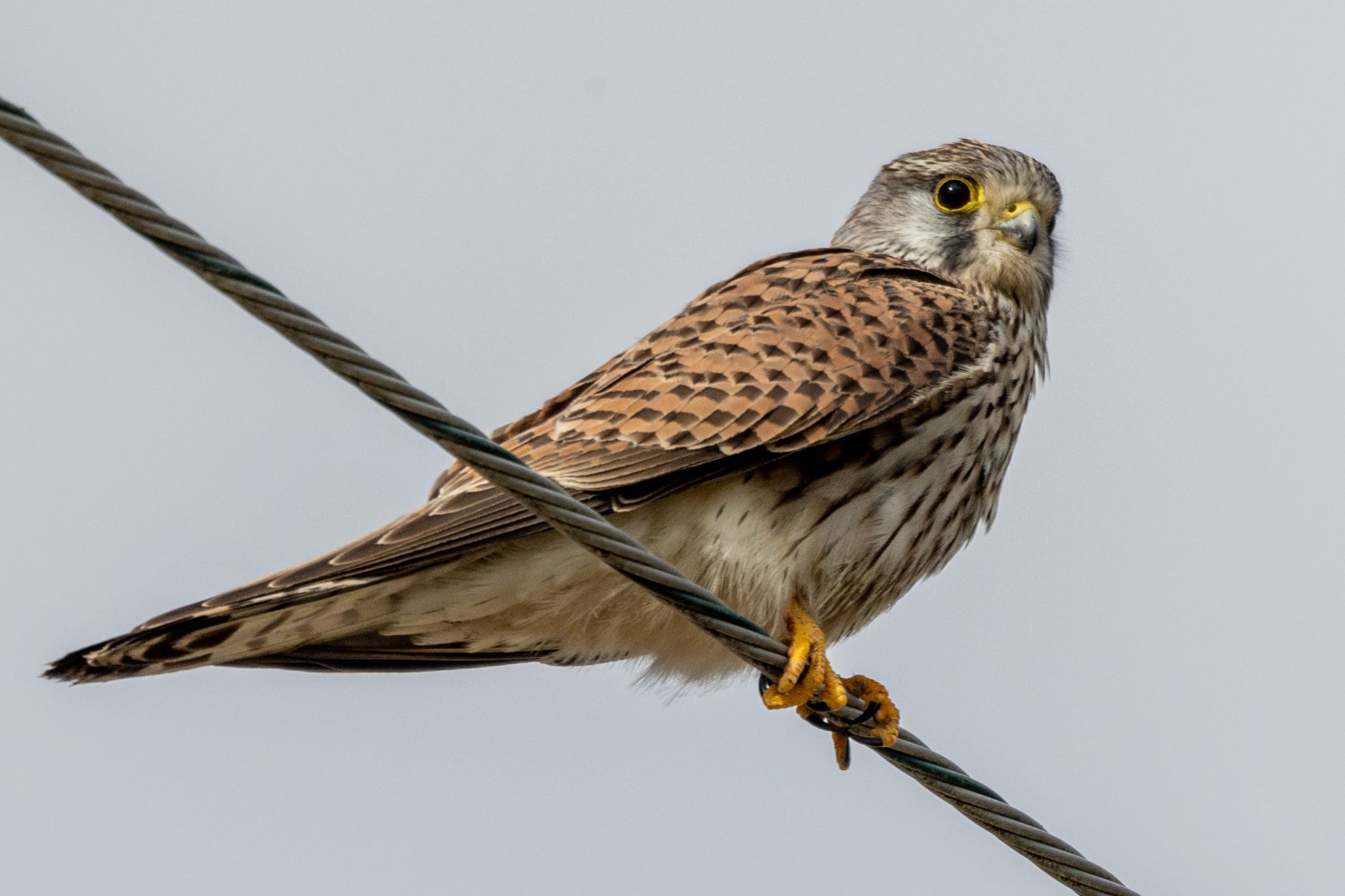 Common Kestrel