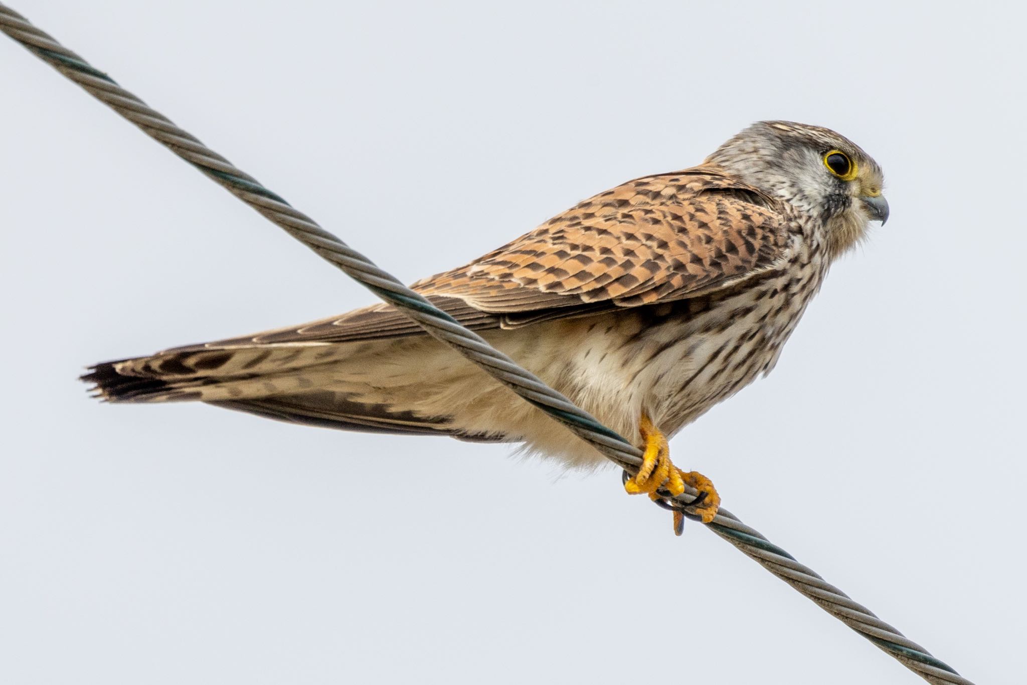 Common Kestrel