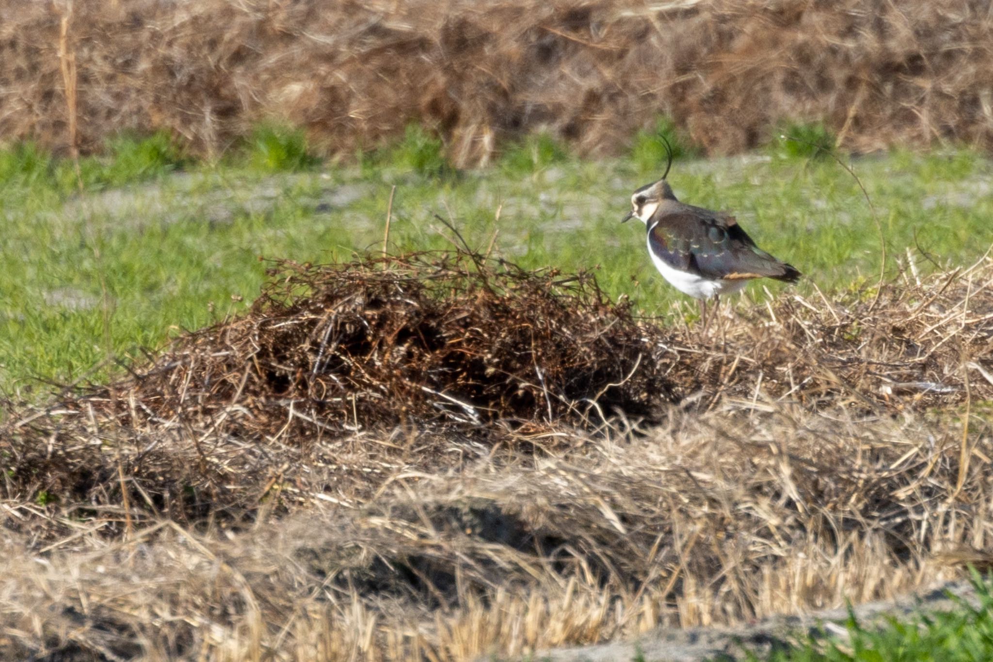 Photo of Northern Lapwing at Nabeta Reclaimed land by 青ちゃん