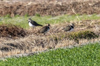 Northern Lapwing Nabeta Reclaimed land Sun, 1/22/2023