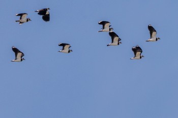 Northern Lapwing Nabeta Reclaimed land Sun, 1/22/2023