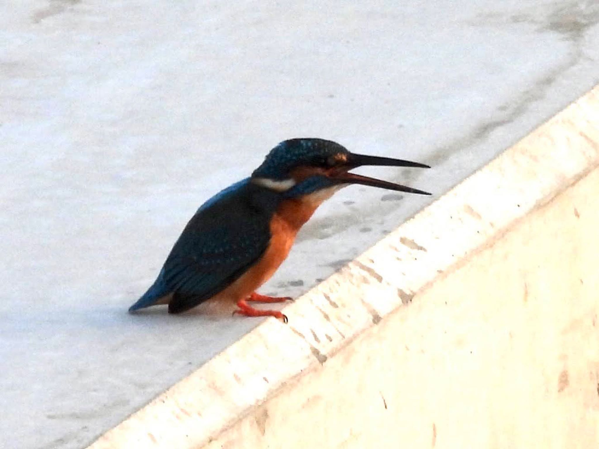 Common Kingfisher