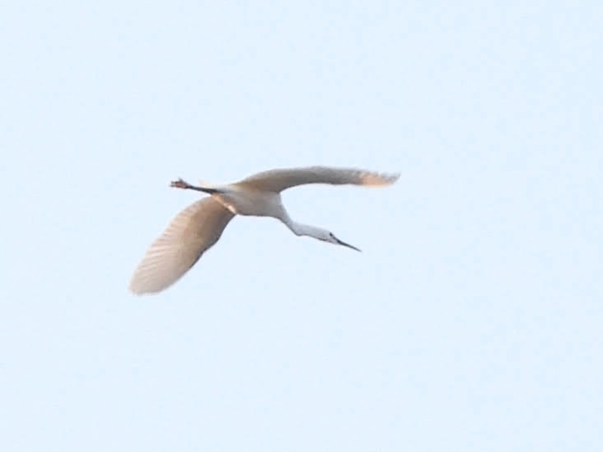 Little Egret