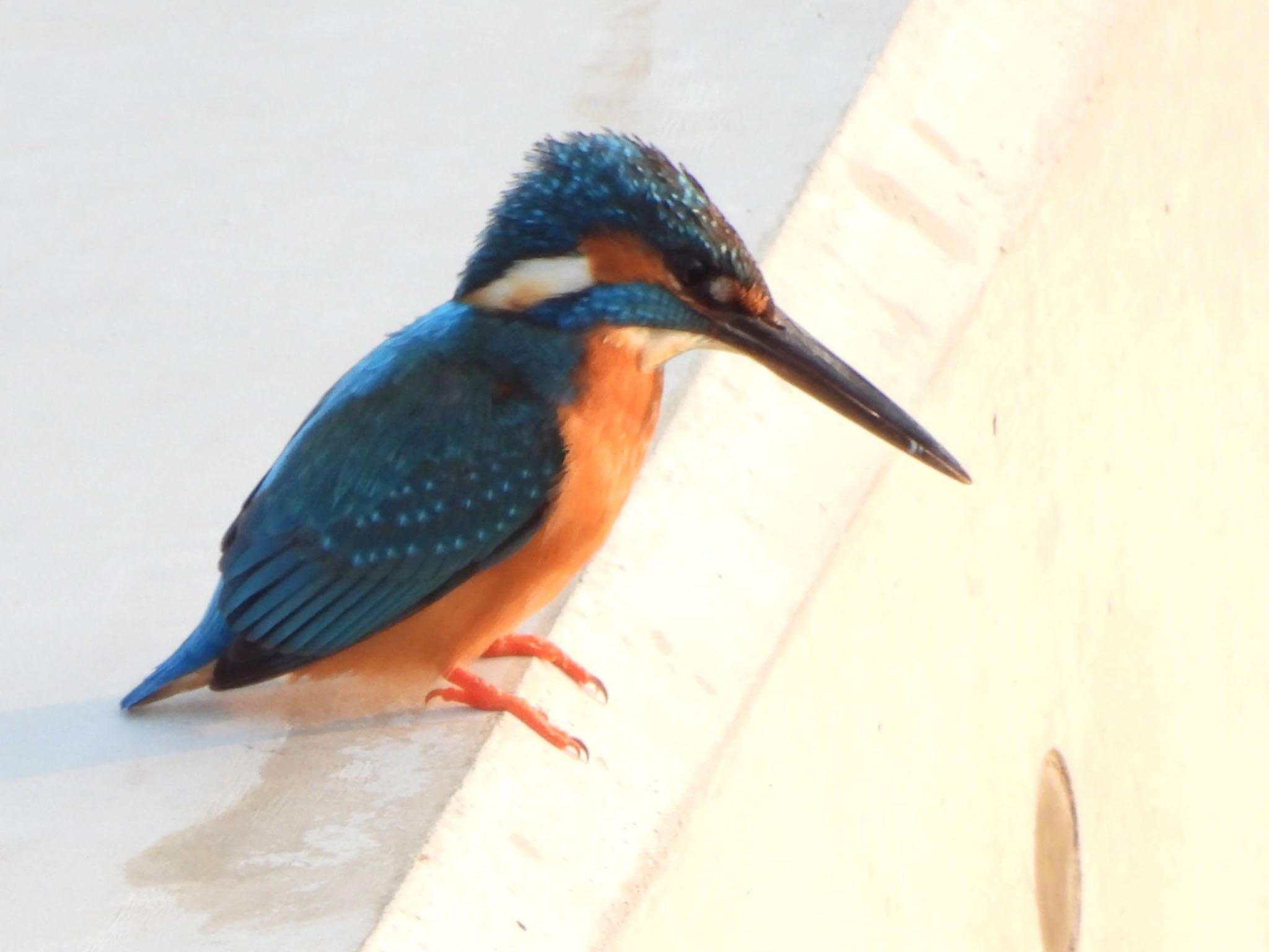 Common Kingfisher