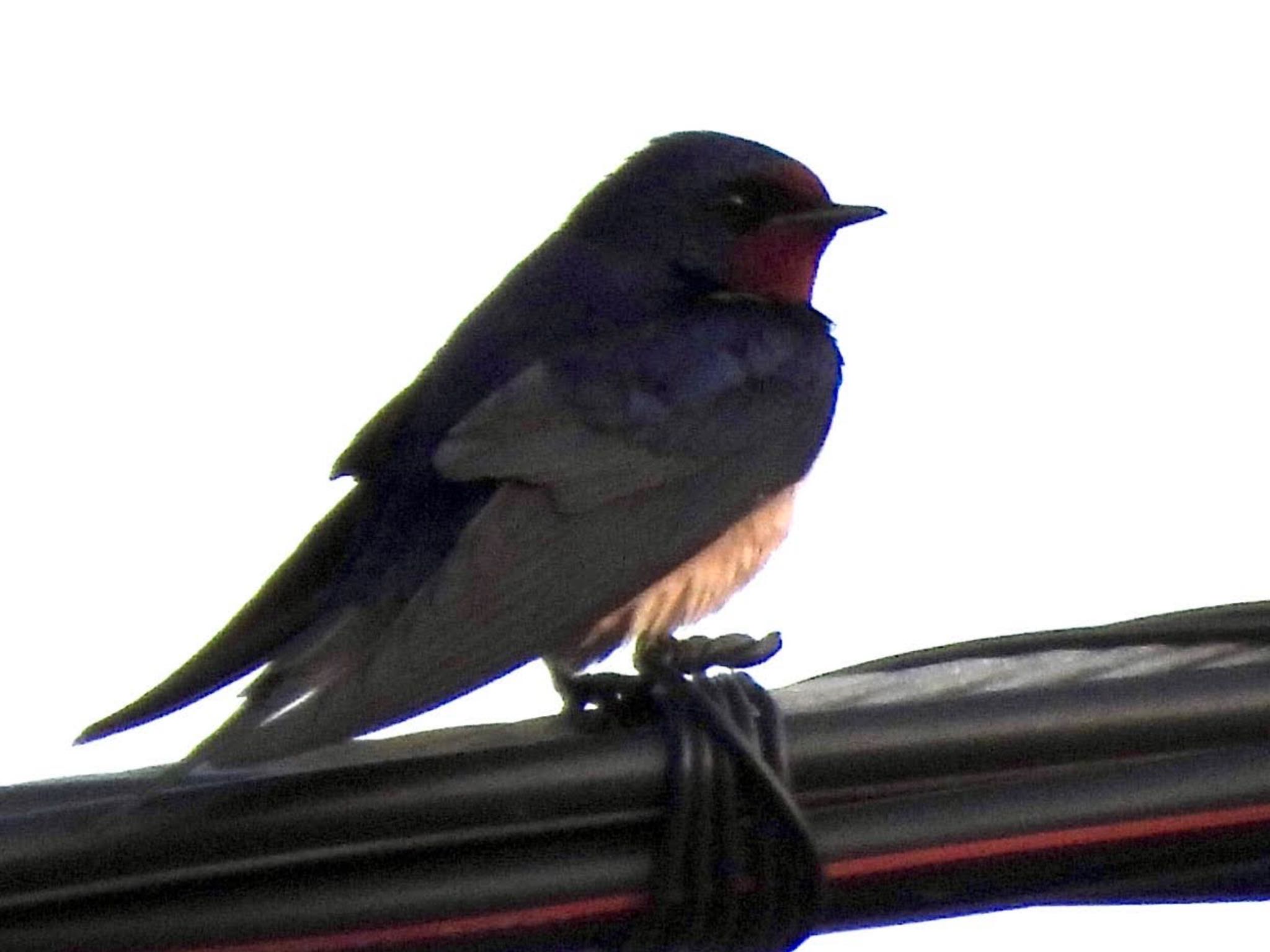 Barn Swallow