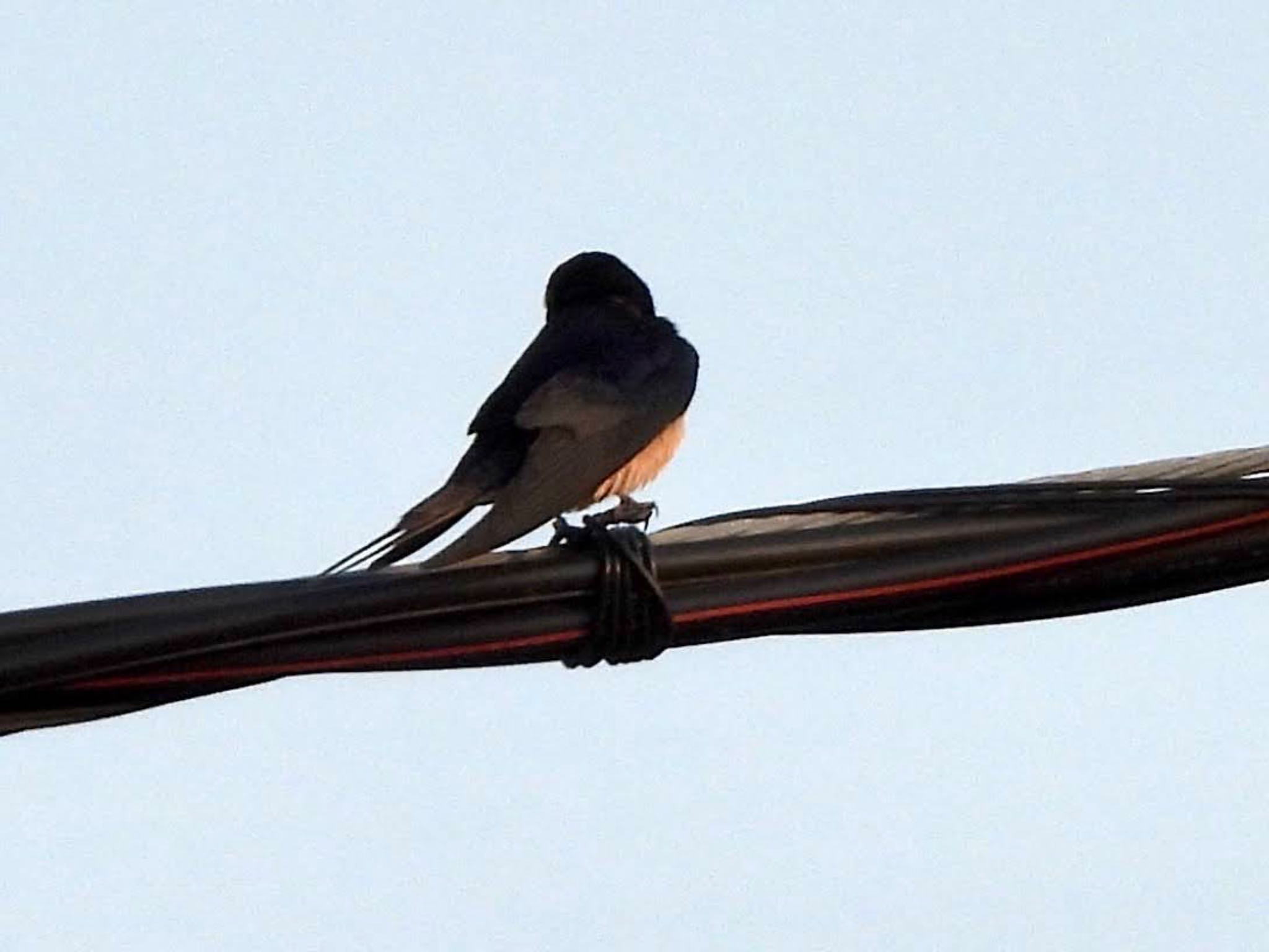 Barn Swallow