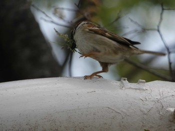 スズメ 長居公園植物園 2018年4月5日(木)