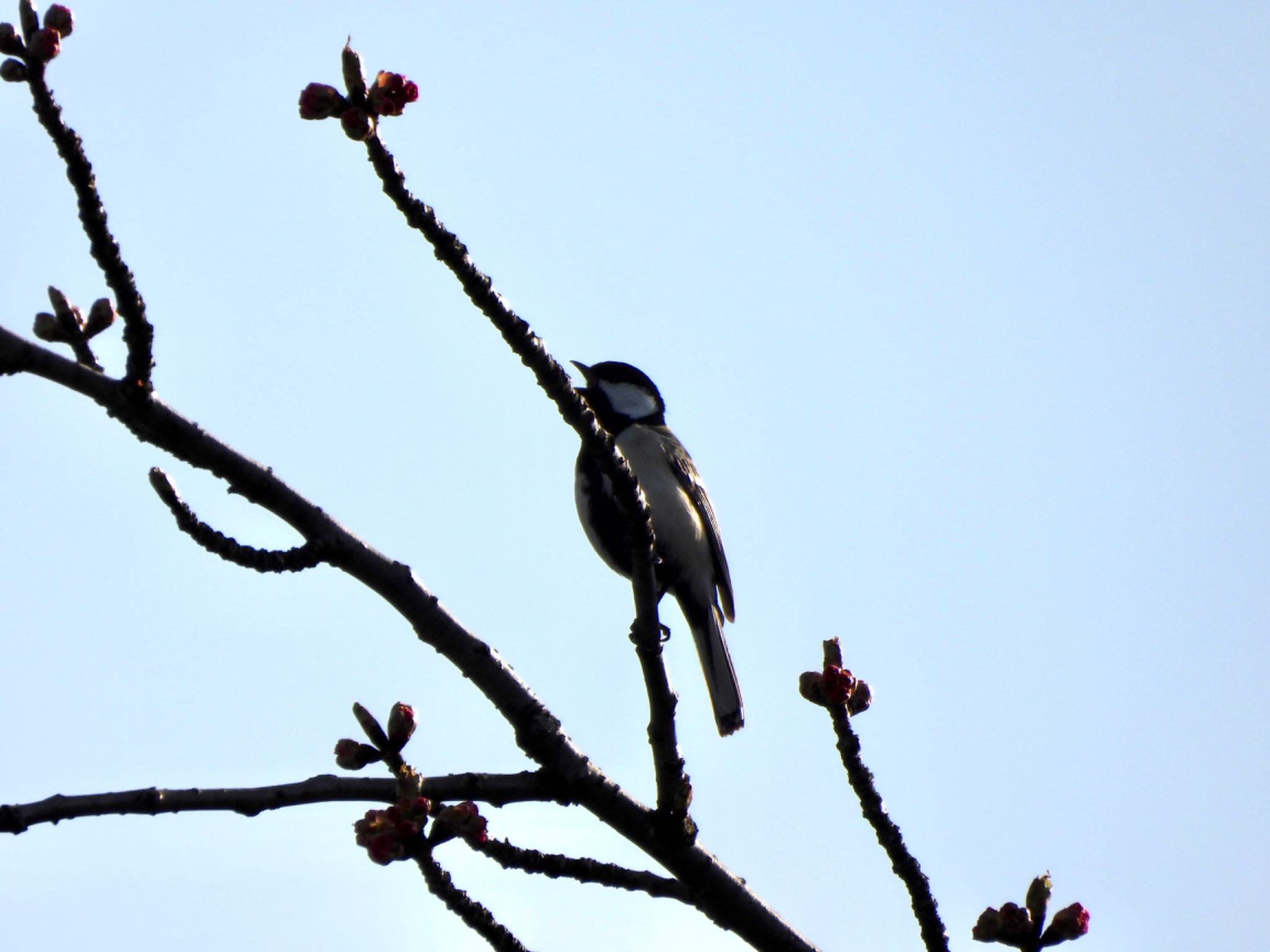 Japanese Tit