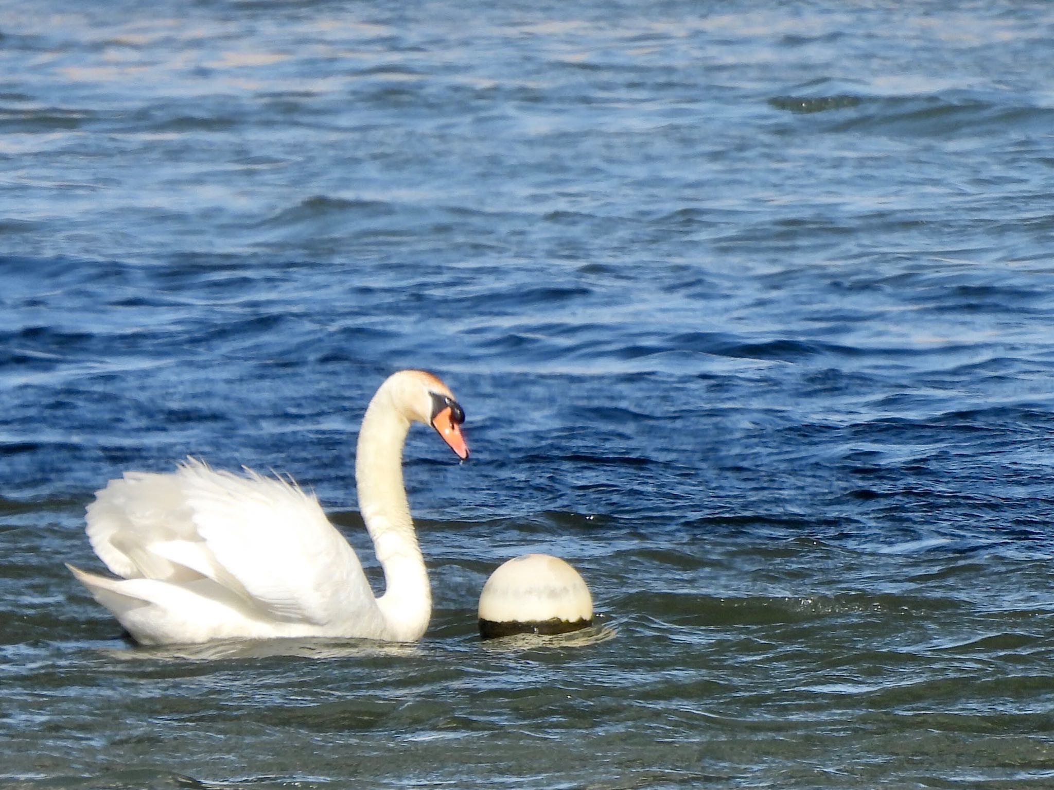 Mute Swan