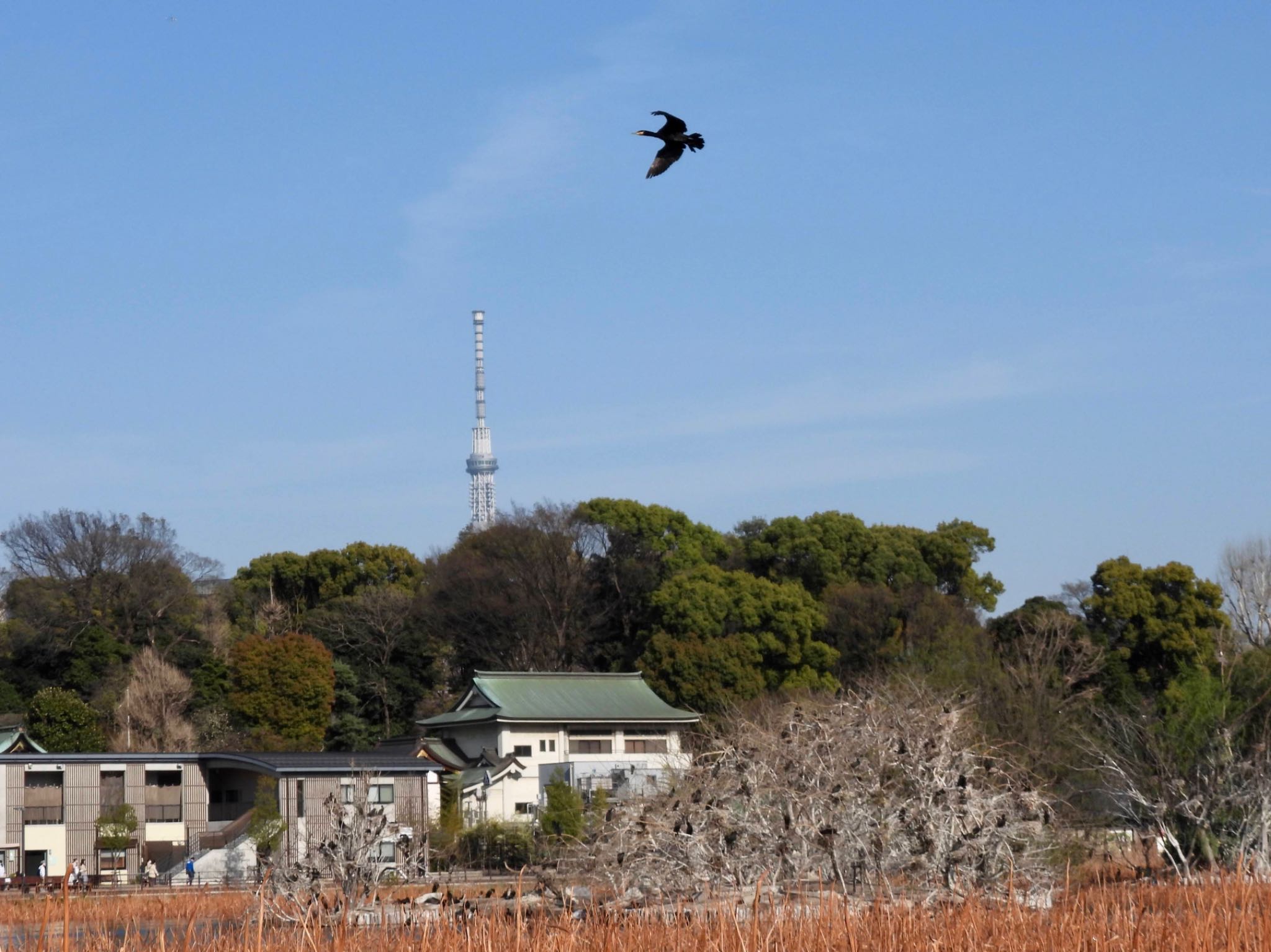 Great Cormorant