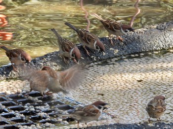 2022年4月6日(水) 上野公園の野鳥観察記録