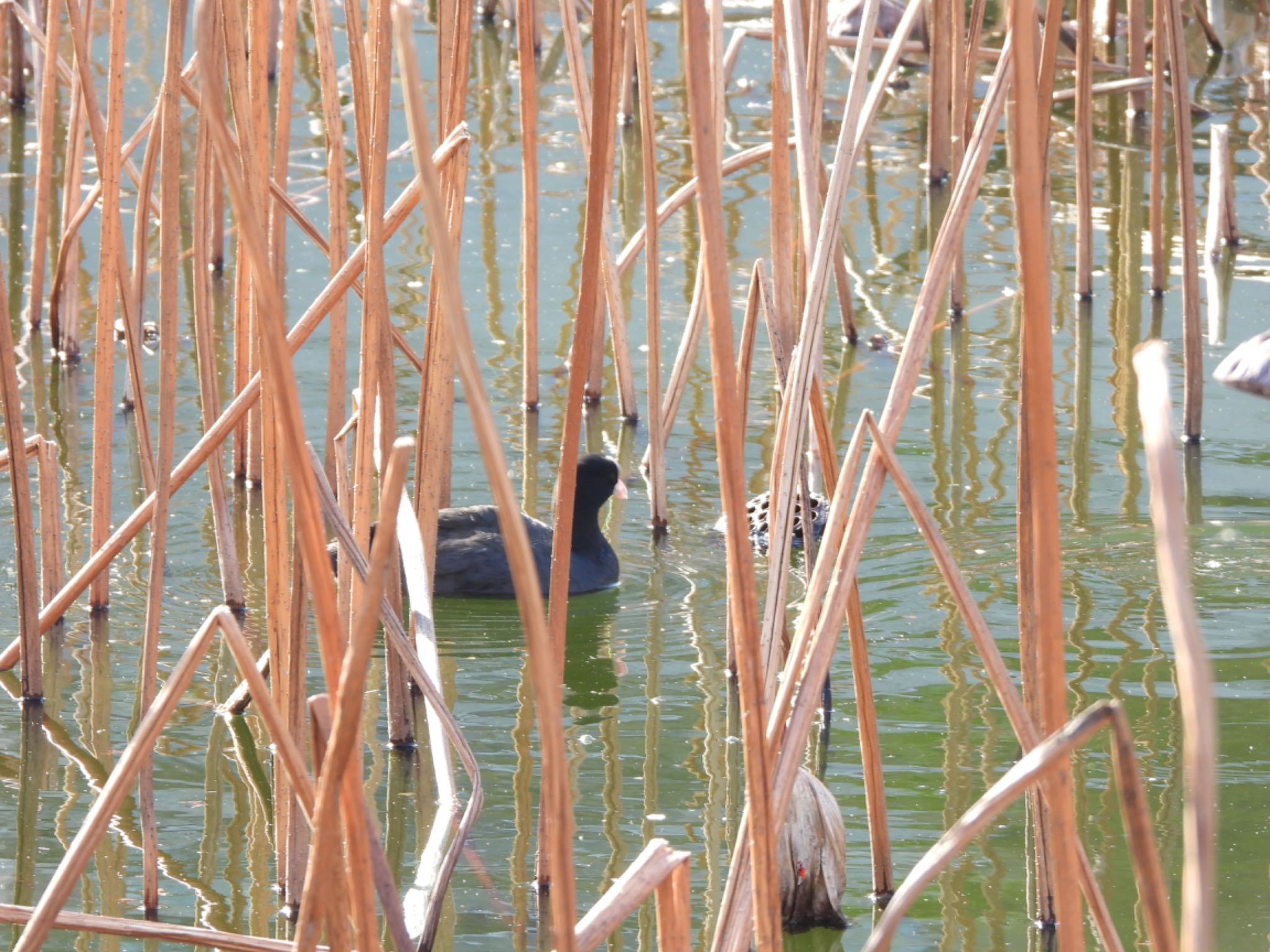 Eurasian Coot