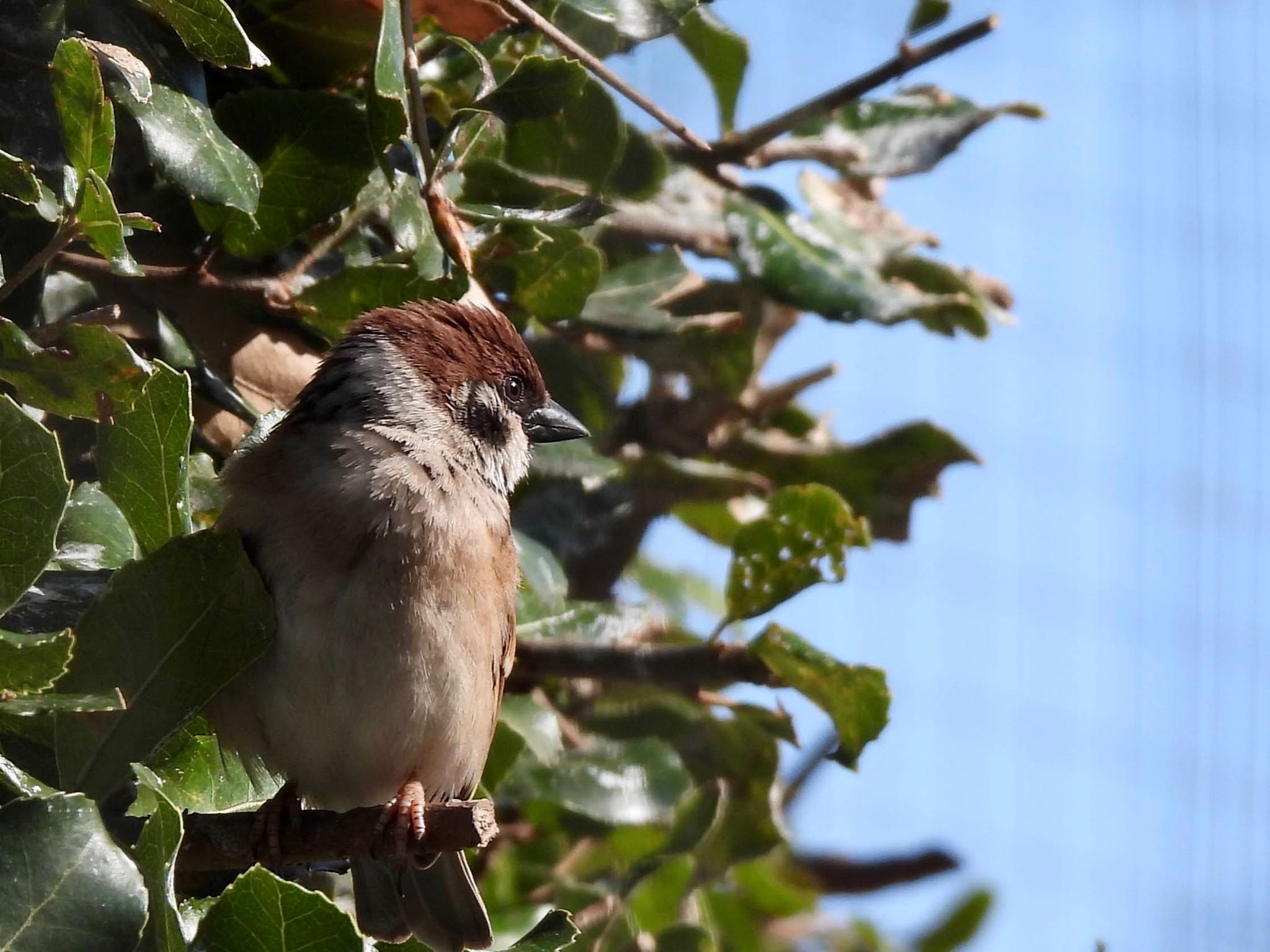 Eurasian Tree Sparrow