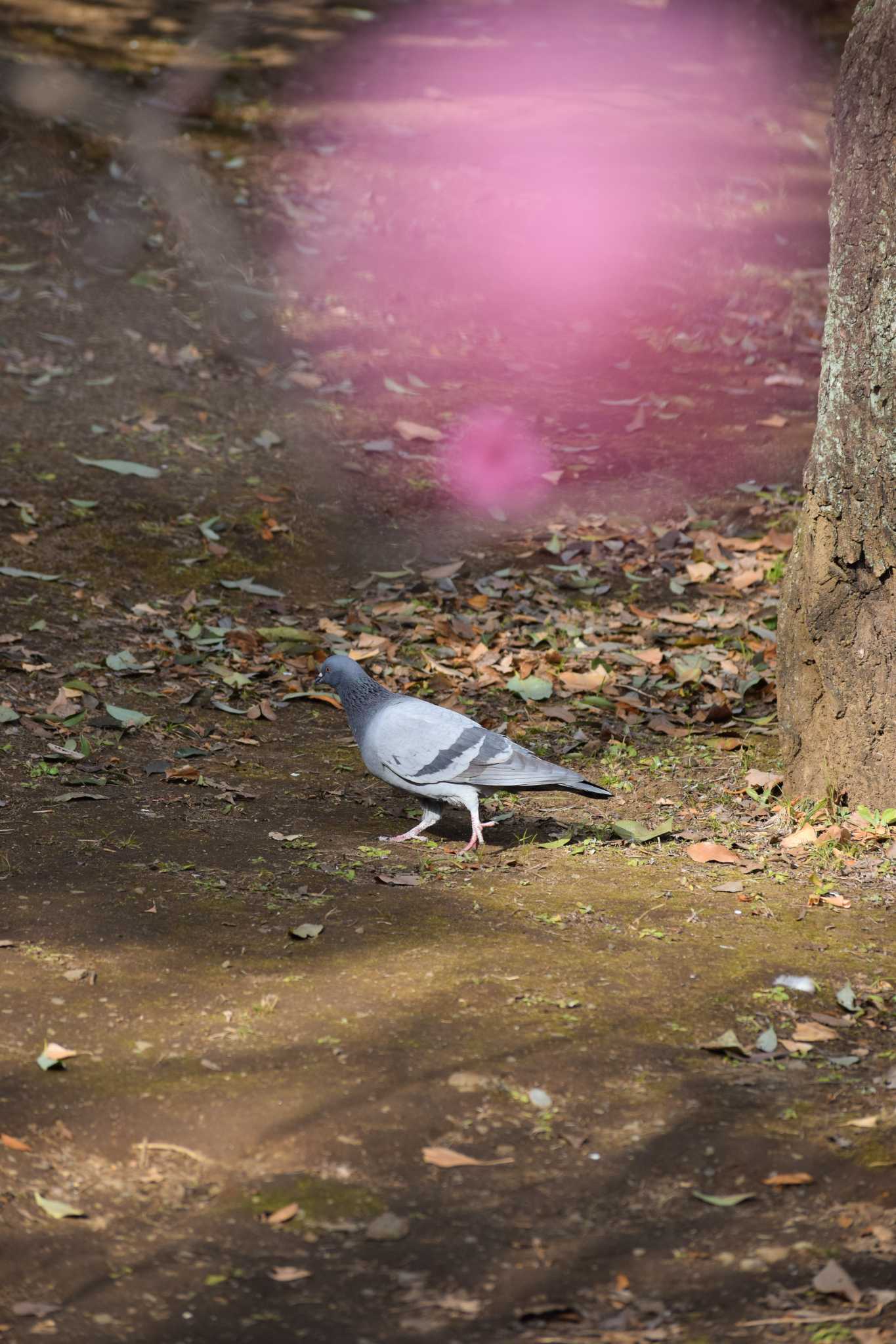 梅と鳩 by NM🐥📷