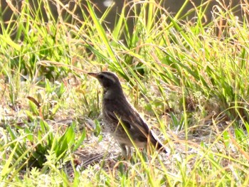 Wed, 3/30/2022 Birding report at Tokyo Port Wild Bird Park