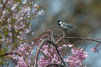 Japanese Tit Akashi Park Sat, 3/31/2018