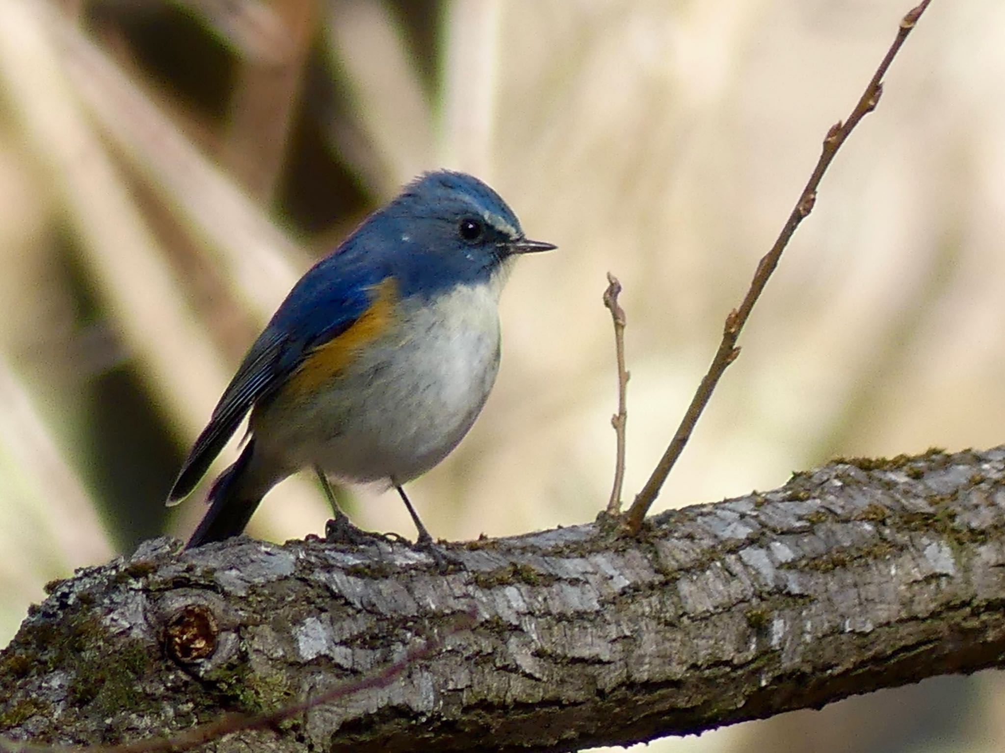 Red-flanked Bluetail