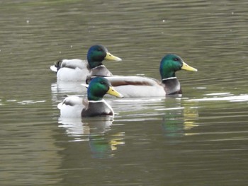 マガモ 奈良公園 2023年1月22日(日)