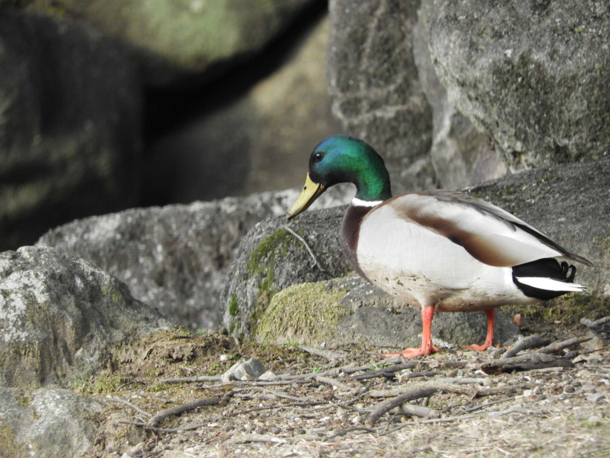 Mallard