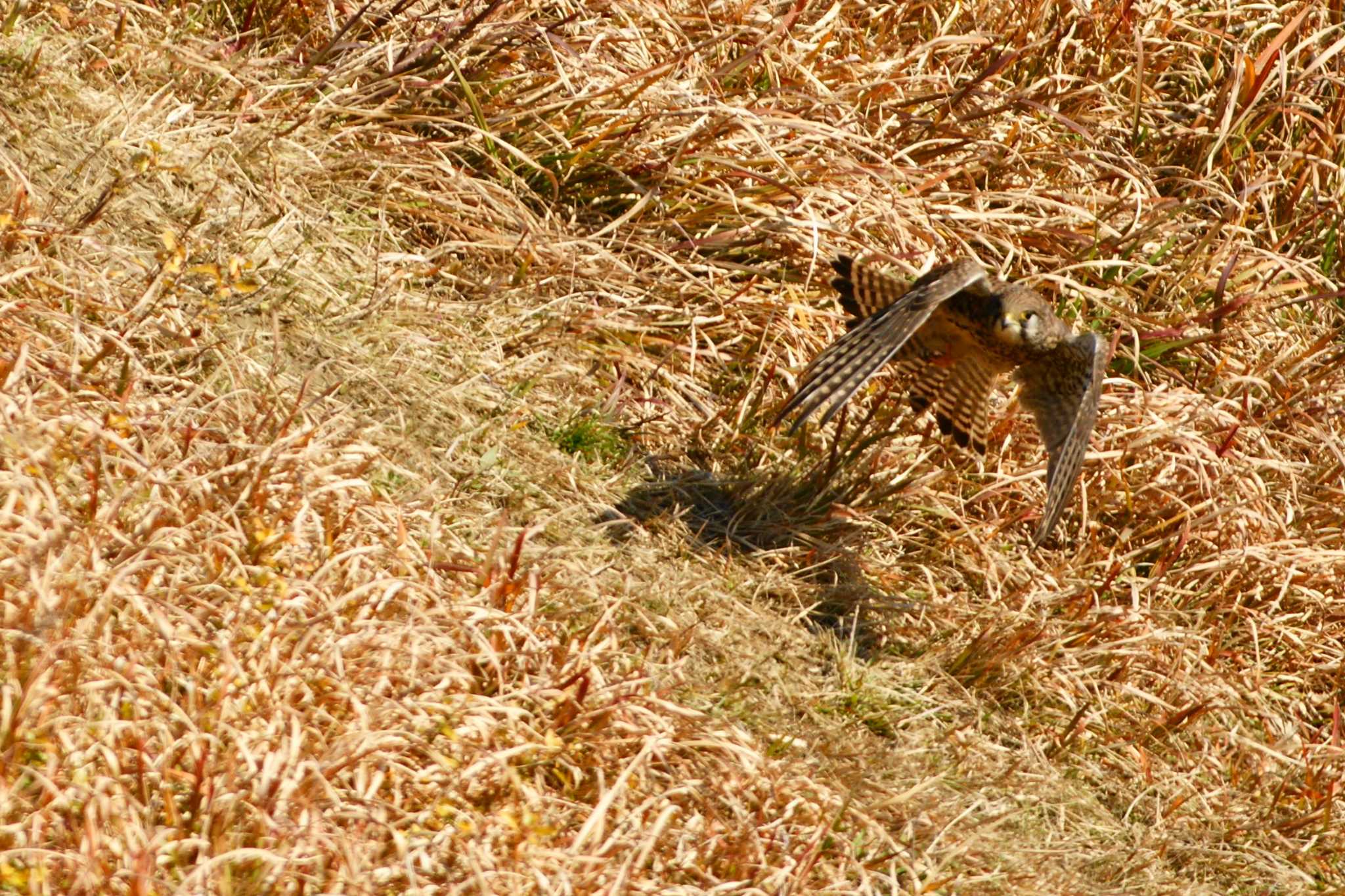 Photo of Common Kestrel at 多摩川 by bea