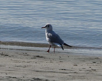 ユリカモメ お台場海浜公園 2023年1月7日(土)