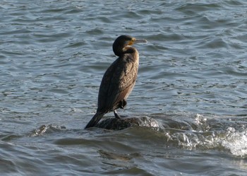 カワウ 東京港野鳥公園 2022年11月12日(土)