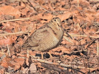 2023年1月21日(土) 舞岡公園の野鳥観察記録