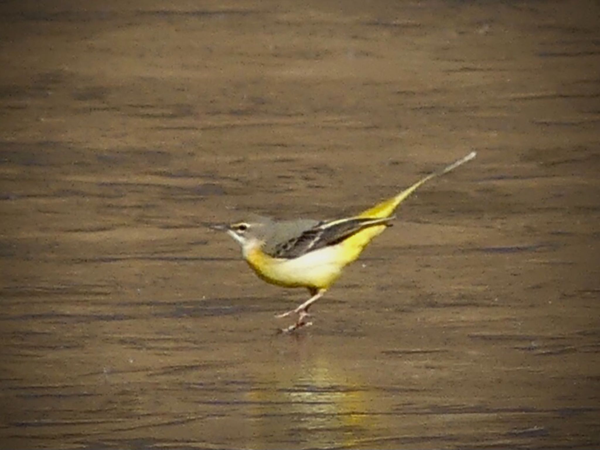 Grey Wagtail