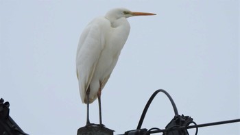 チュウサギ 下田公園(青森県おいらせ町) 2023年1月20日(金)