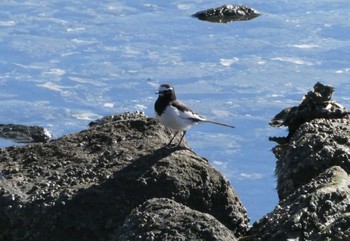 セグロセキレイ 東京港野鳥公園 2022年12月25日(日)