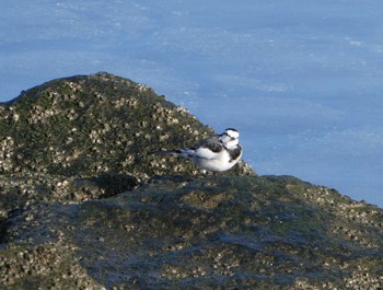 ハクセキレイ お台場海浜公園 2022年12月4日(日)