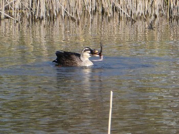 カルガモ 東京港野鳥公園 2022年12月25日(日)