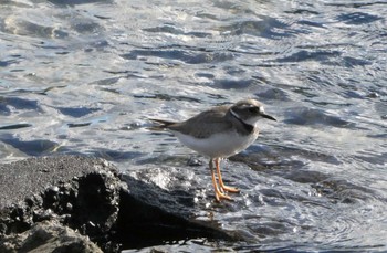 イカルチドリ 東京港野鳥公園 2022年12月18日(日)