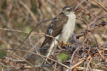 Eurasian Sparrowhawk 北海道 函館市 東山 Thu, 4/5/2018