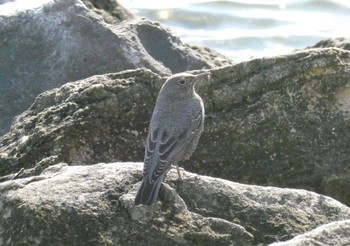 イソヒヨドリ 東京港野鳥公園 2022年12月18日(日)