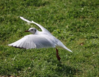 Black-headed Gull 東京都大田区 Wed, 4/4/2018