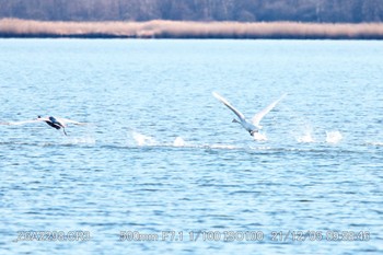 オオハクチョウ ウトナイ湖 2021年12月5日(日)