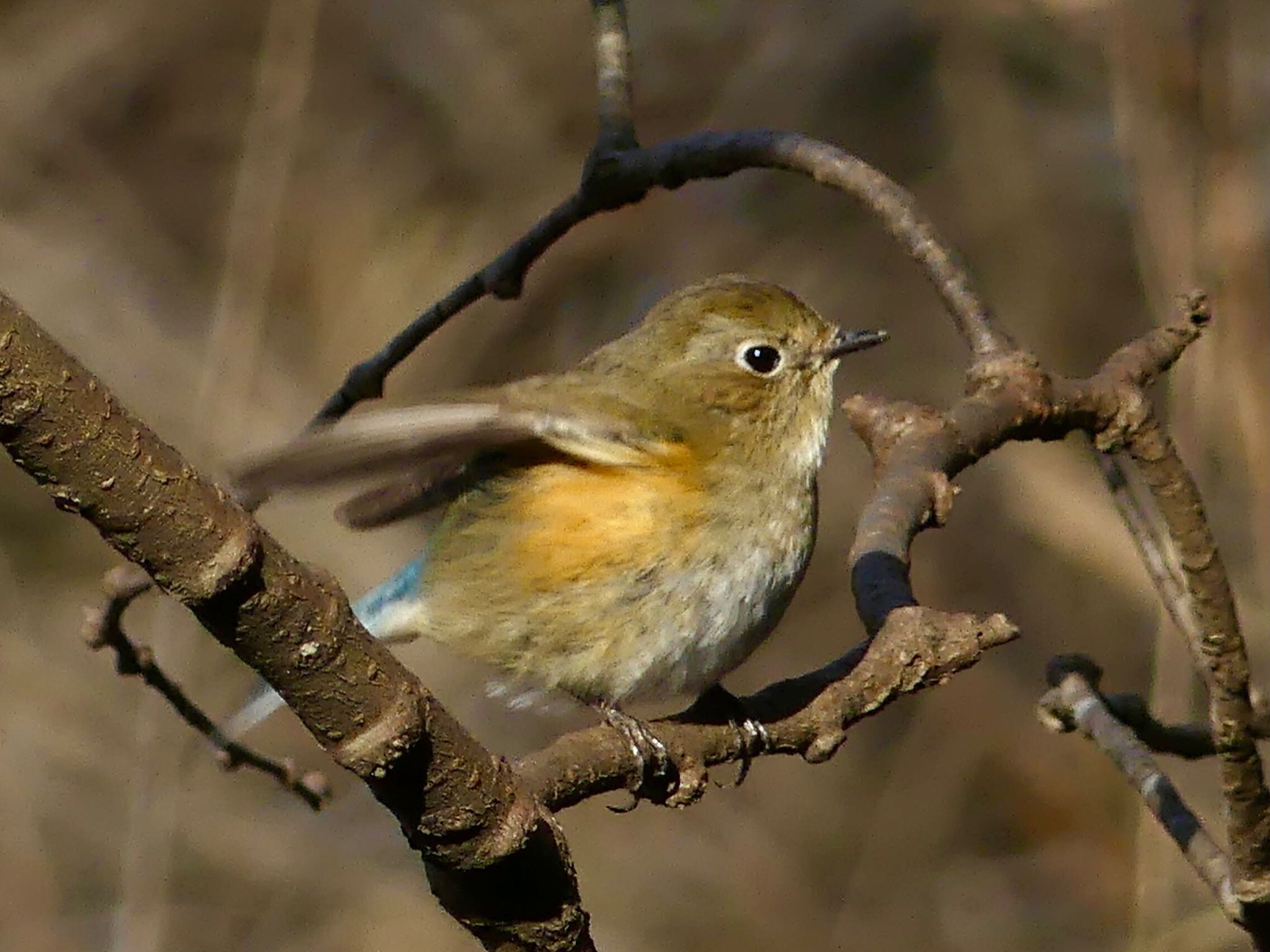 Red-flanked Bluetail