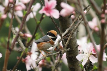 ズアカエナガ 中華人民共和国　成都 2018年3月13日(火)