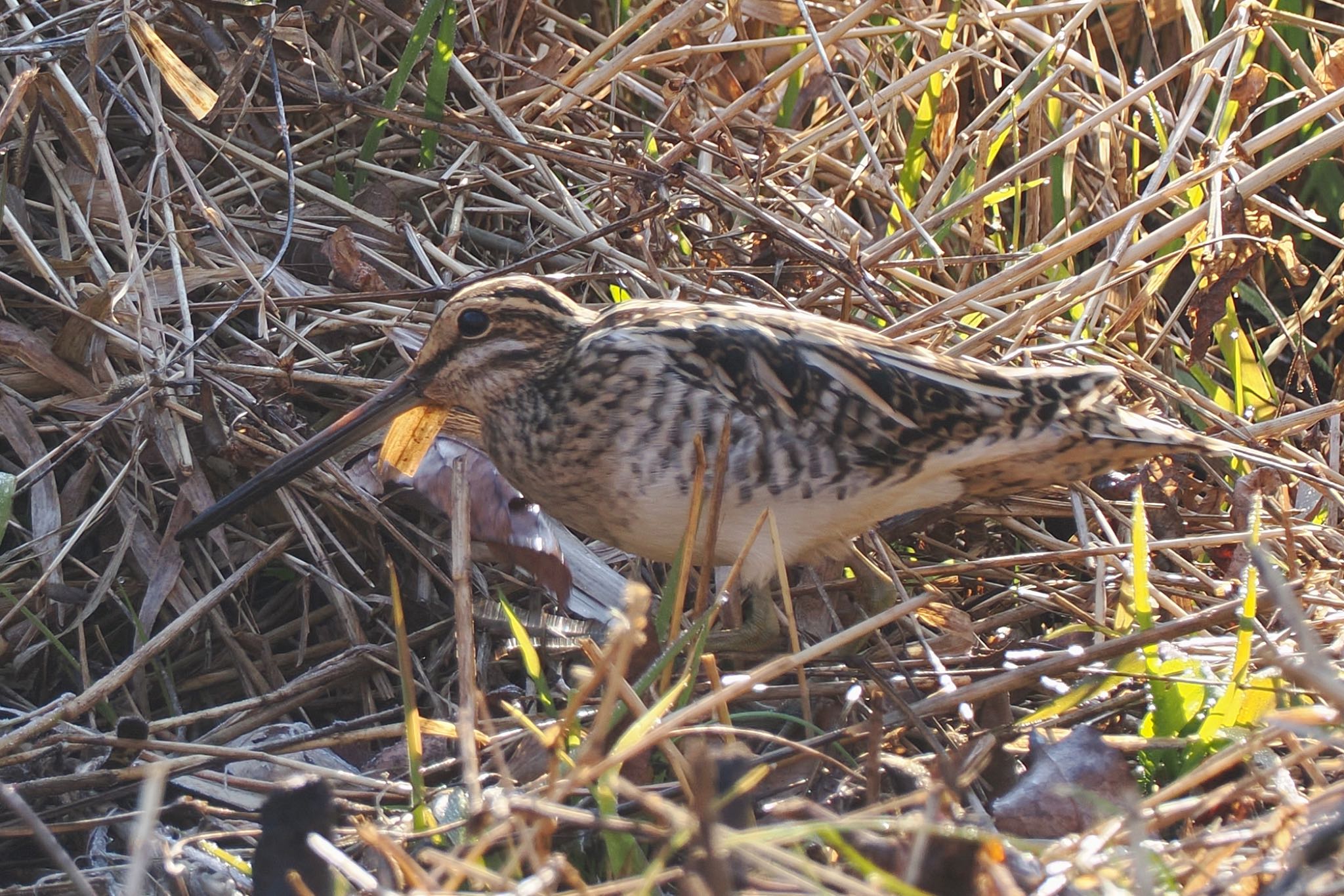 タシギ