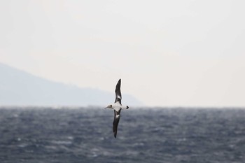 アホウドリ 伊豆大島 2018年4月1日(日)